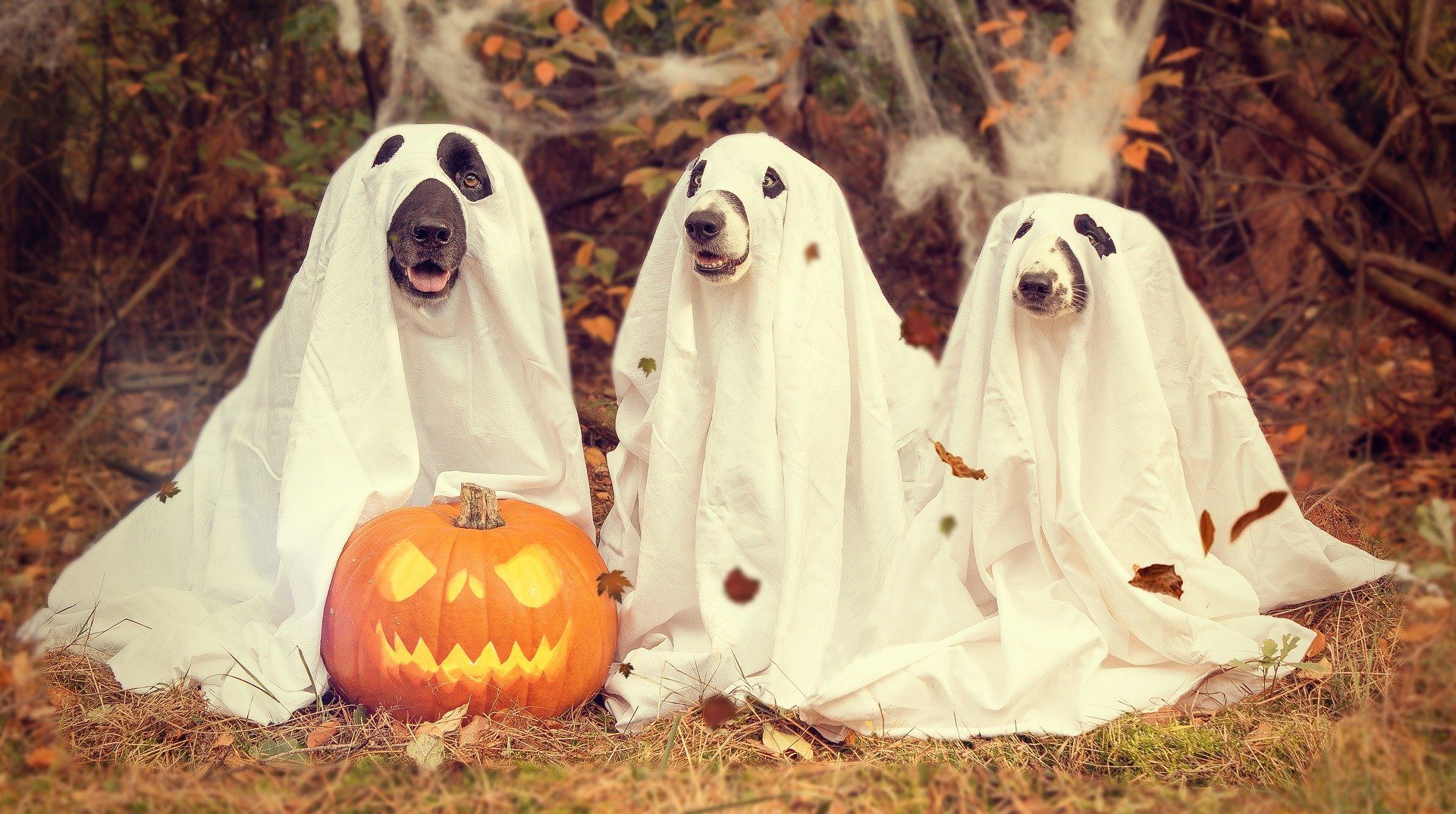 Unveiling the Enchanting Arrival of Halloween: