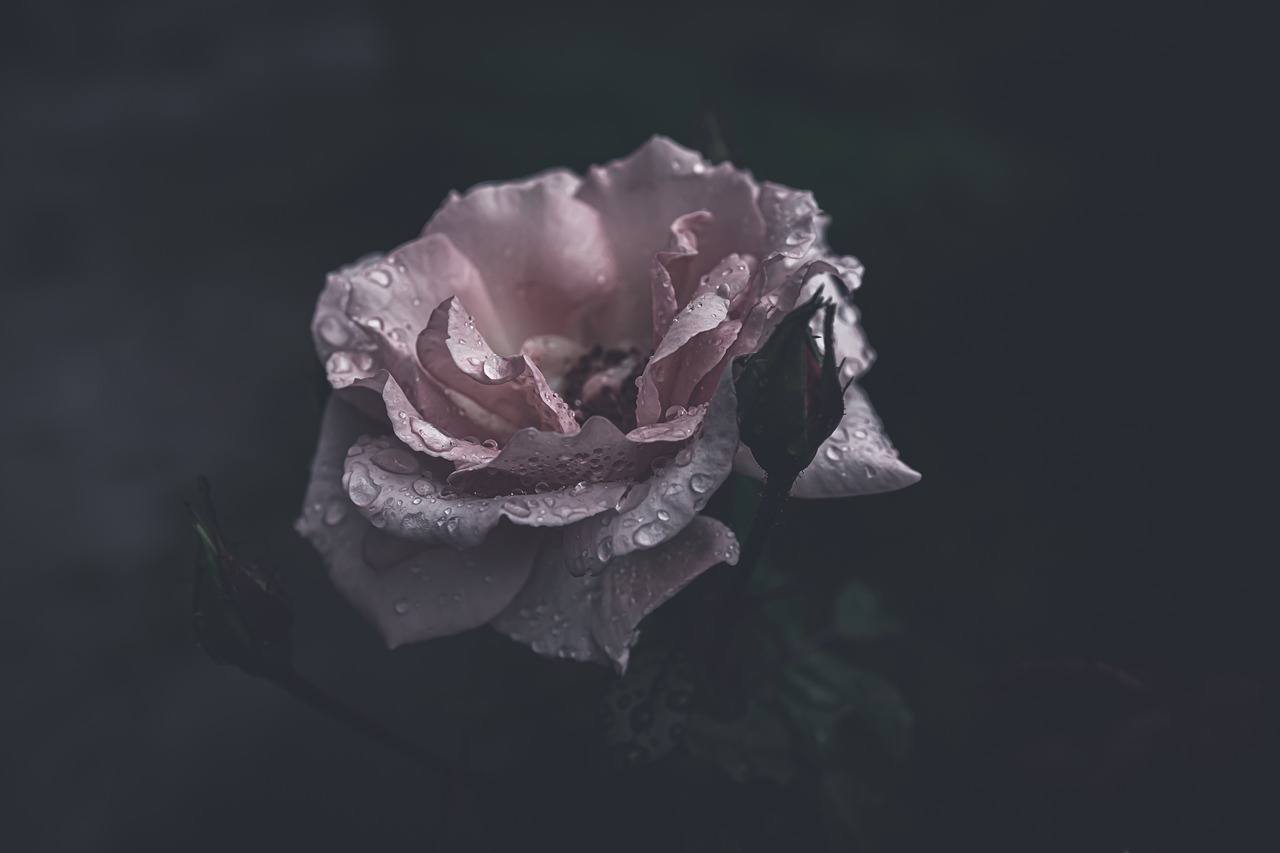 Bevrijd | Amia