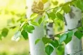 30 days of birch herb challenge | bodiesmindsoul