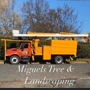 miguelstreeandlandscaping