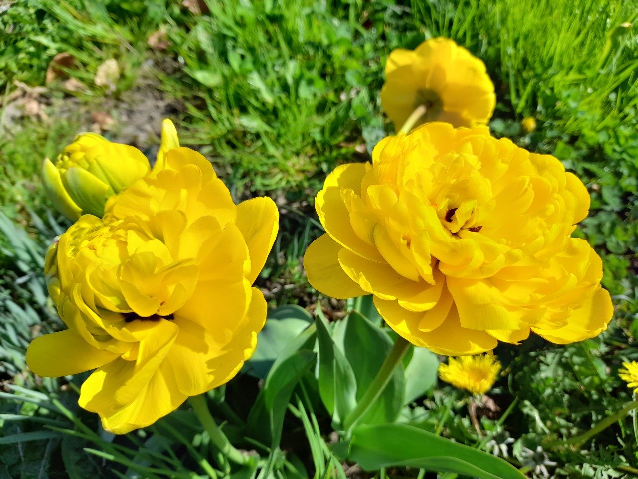 Maak ik je blij met een bloemetje? | willeke