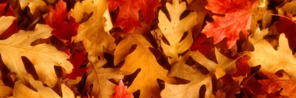 Forever Autumn - Jeff Wayne (uit: War of the Worlds)  | Referendaris