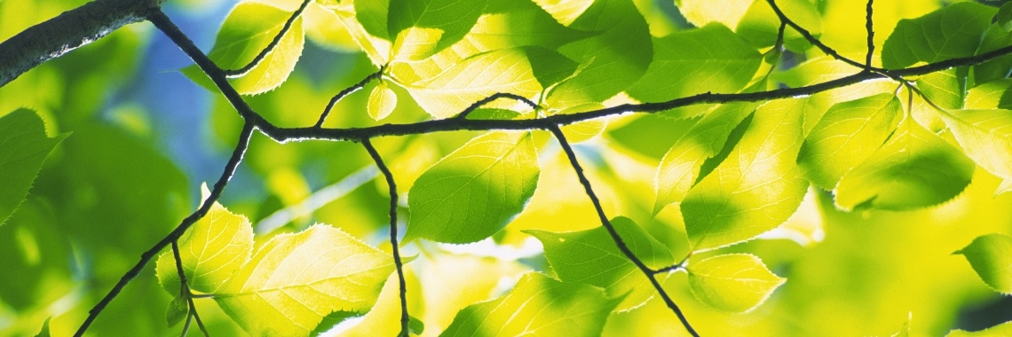 Haiku uitdaging lente | Referendaris