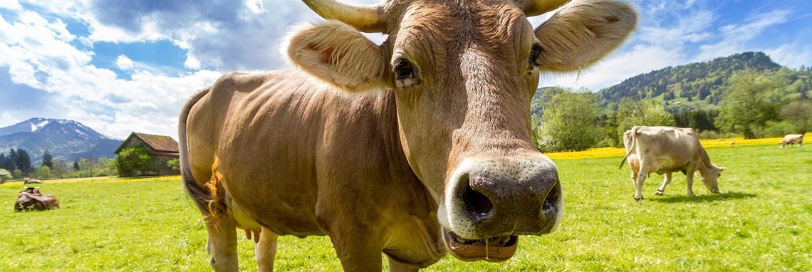 Yoors uitdaging: Stel jezelf voor | Referendaris