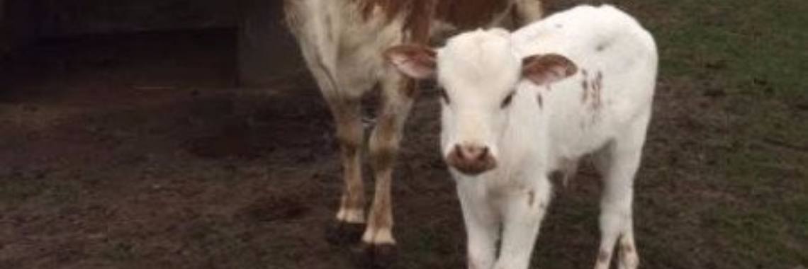 Mens en Maatschappij: België, ieder jaar wordt de energie van 36.000 gezinnen gehaald uit kadavers. | Rudi