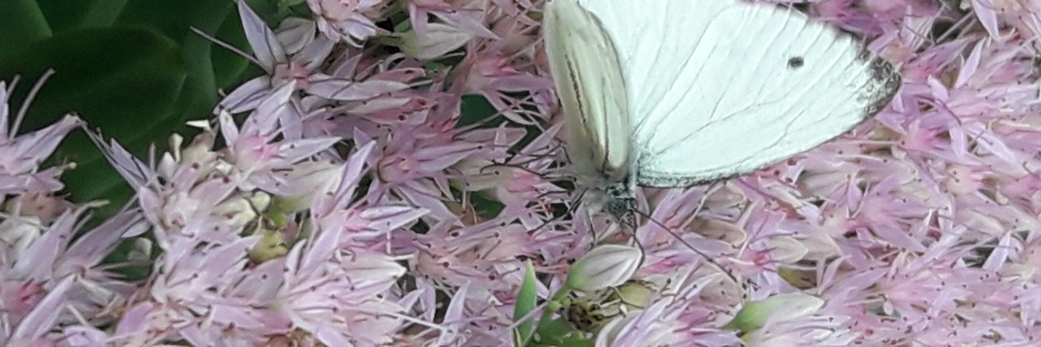 De tuin: wat dichterbij of dichter bij of bij de dichter... | Rudi