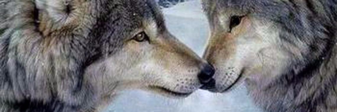 Een indianenverhaal: Twee wolven | Rudi