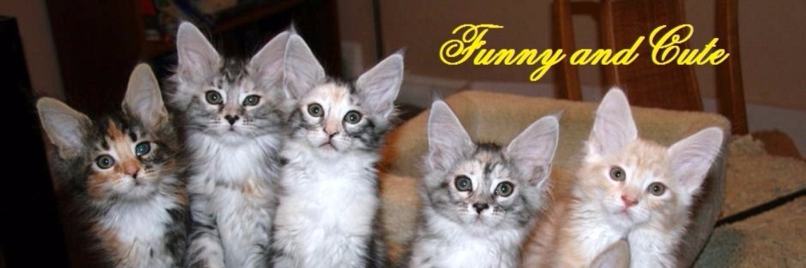 Funny and Cute Alley: Nr. 2. Slaapfeestje | Rudi