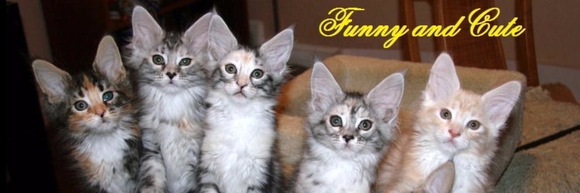 Funny and Cute Alley: Nr. 3. Kattengejank | Rudi