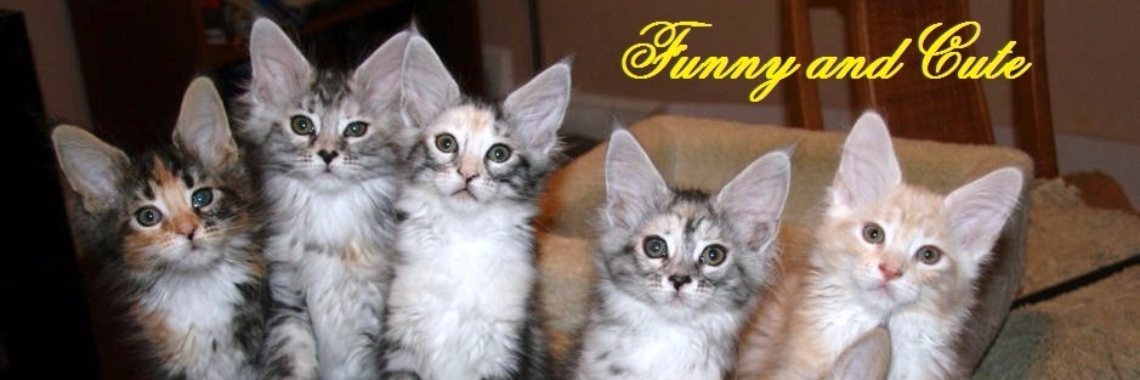 Funny and Cute Alley: Nr. 4. Animal friendship | Rudi