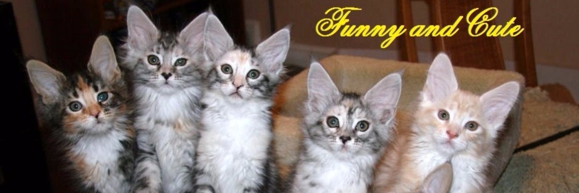 Funny and Cute Alley: Nr. 6 | Rudi