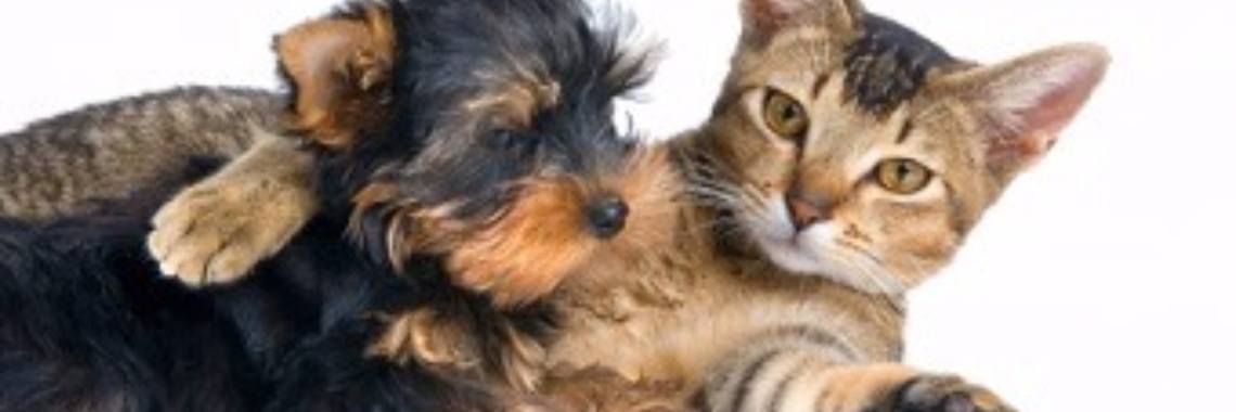 Gedichten uit 'Perpetuum Mobile': 10. Kat en hond | Rudi