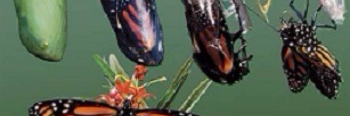 Gedichten uit 'Perpetuum Mobile' door Rudi J.P. Lejaeghere: 3. Metamorfose | Rudi