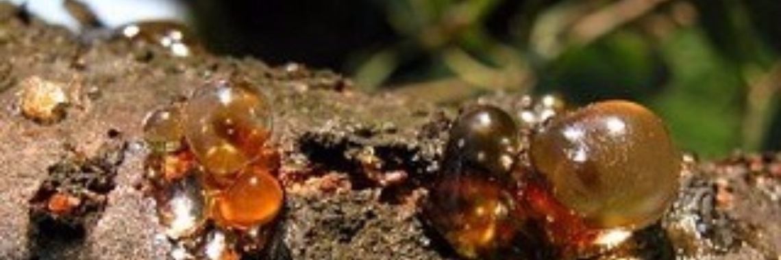 Gedichten uit 'Perpetuum Mobile': 16. Hars | Rudi