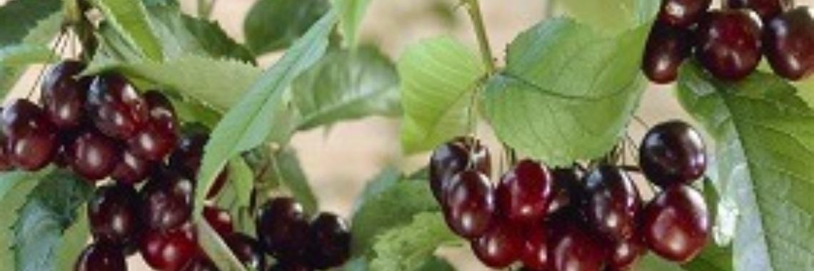 Gedichten uit 'Perpetuum Mobile' door Rudi J.P. Lejaeghere: 20. Onder de oude kersenboom | Rudi