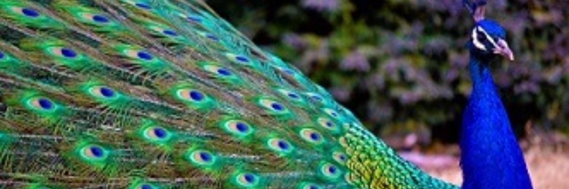 Gedichten uit 'Perpetuum Mobile' door Rudi J.P. Lejaeghere: 28. Pauw | Rudi