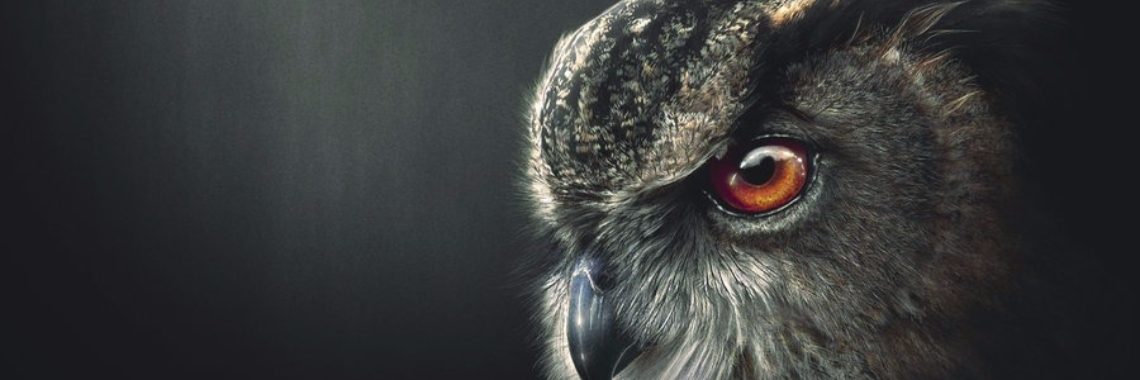 Meester Boehoe... is stilletjes uit mijn hoofd aan het vliegen. | Rudi