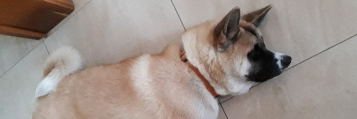 Mijn tekenacademie: liggende hond!!!! | Rudi