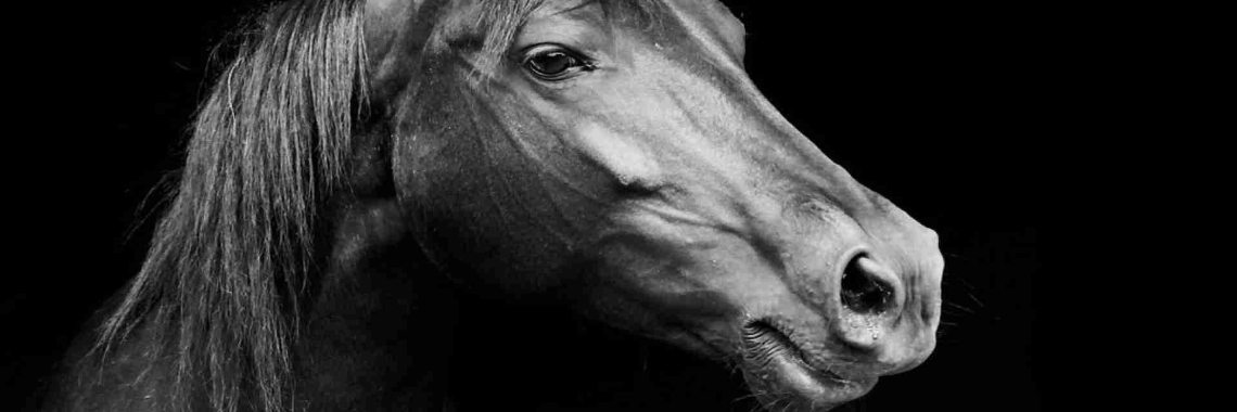 Wist je dat? Paarden... | Rudi