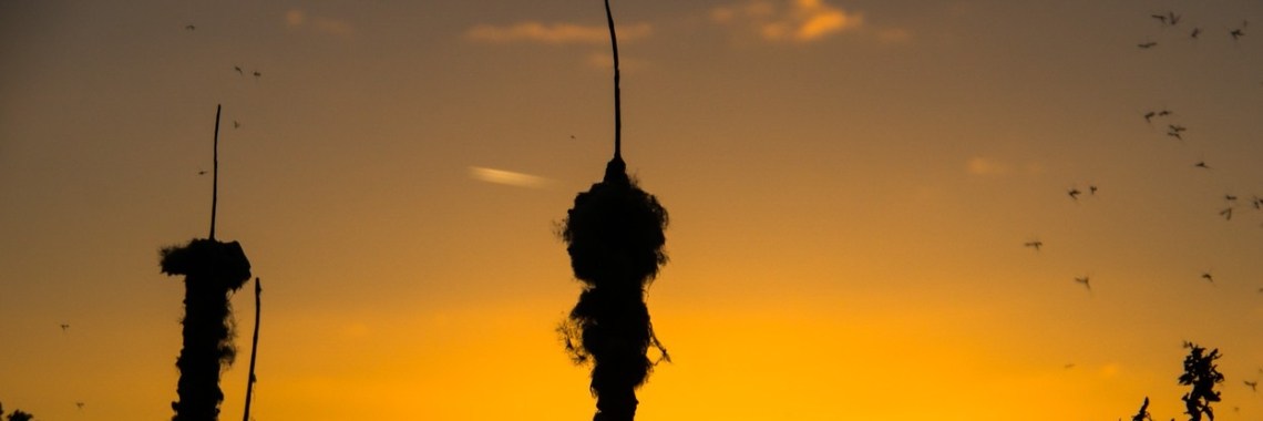 Zomer in beeld | Rudi