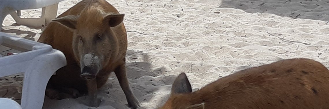 Verrassing op het strand | Forever FeelGood