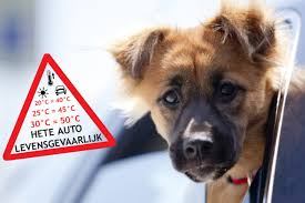 Huisdieren en warmte in de auto | Vlogger Gerrit Puttershoek