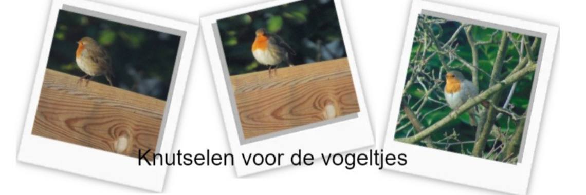 5 Leuke ideetjes voor de vogeltjes | Riek