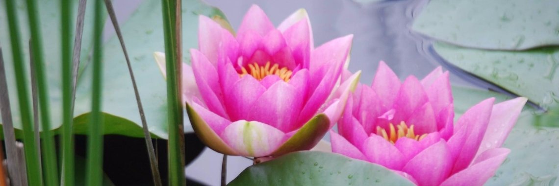 De kruidhof in Friesland.  | Riek