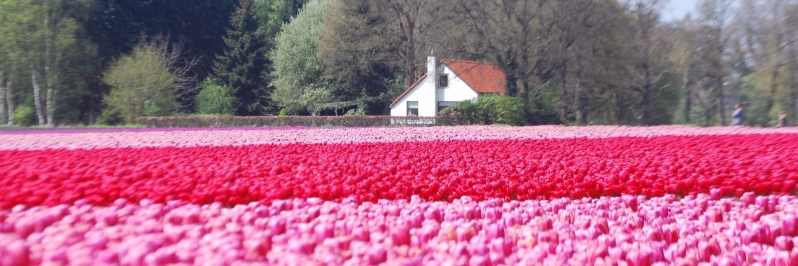 Gekleurde velden in Drenthe | Riek