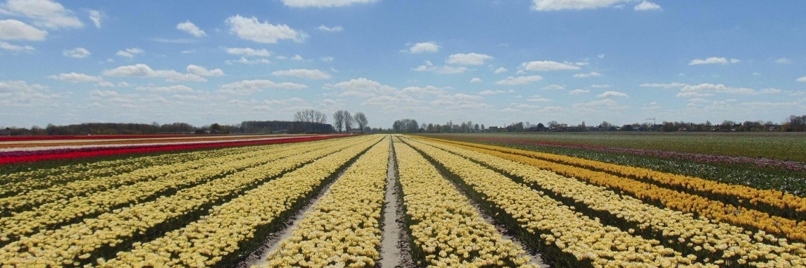 Tulpen route 2016 | Riek