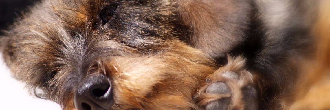 Ik zal mezelf even voorstellen | lieksfotokaartenboetie