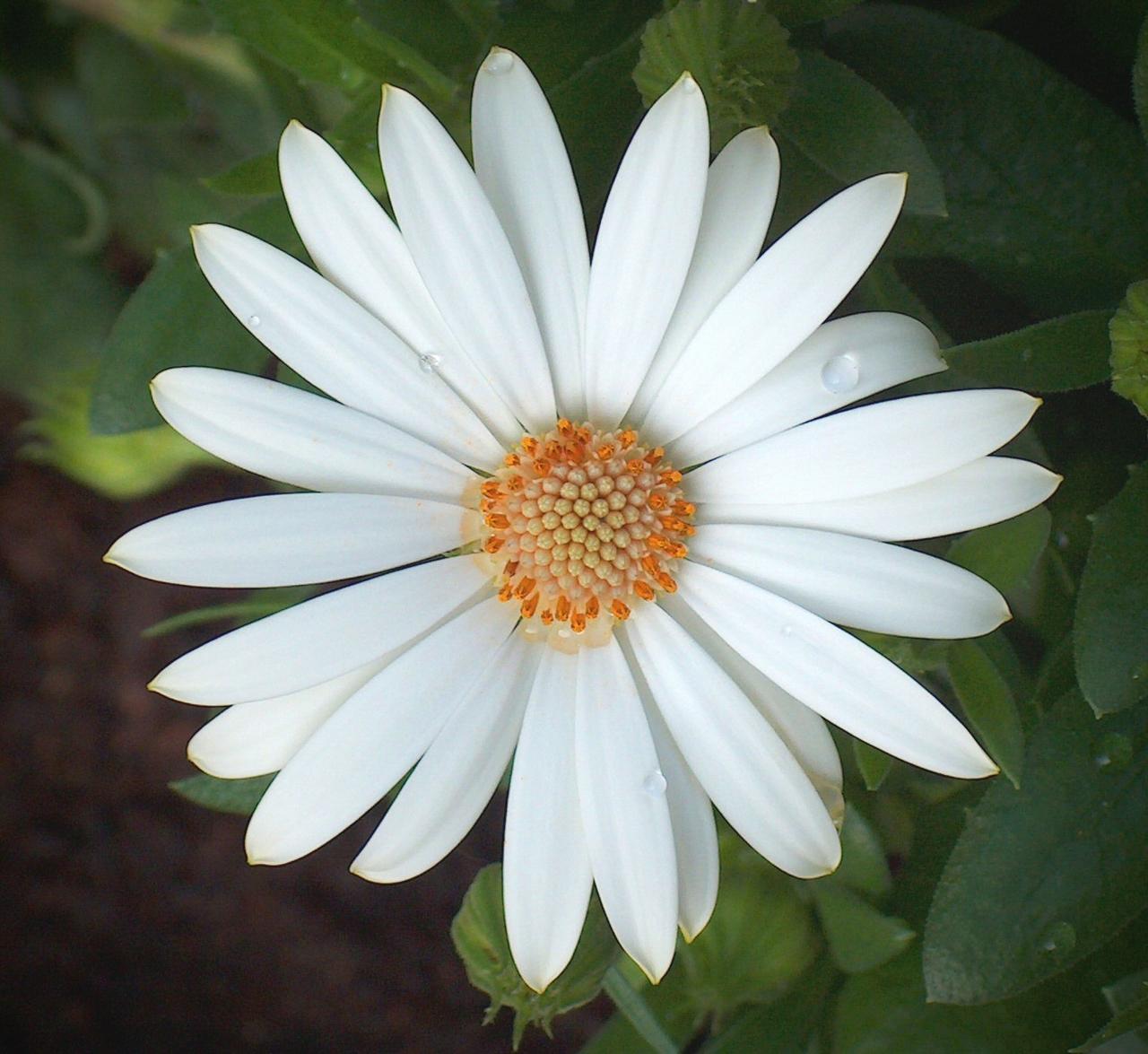 Ongelofelijk Kan weerstaan Shilling witte bloem