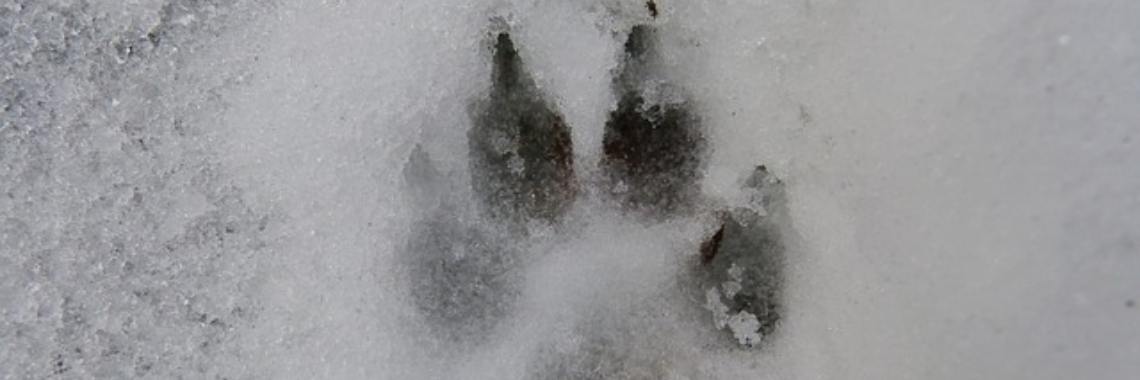 2020 Here I come... | Marion Wever