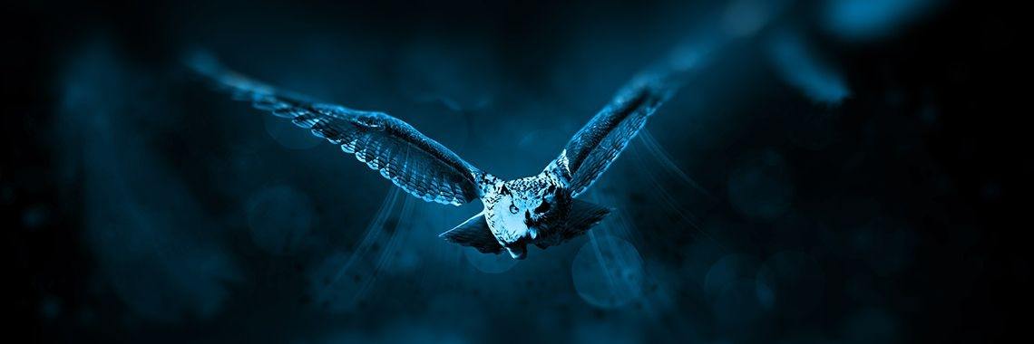 Birds | Marion Wever