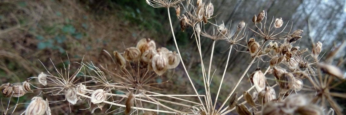 Henk's laatste wil | Marion Wever