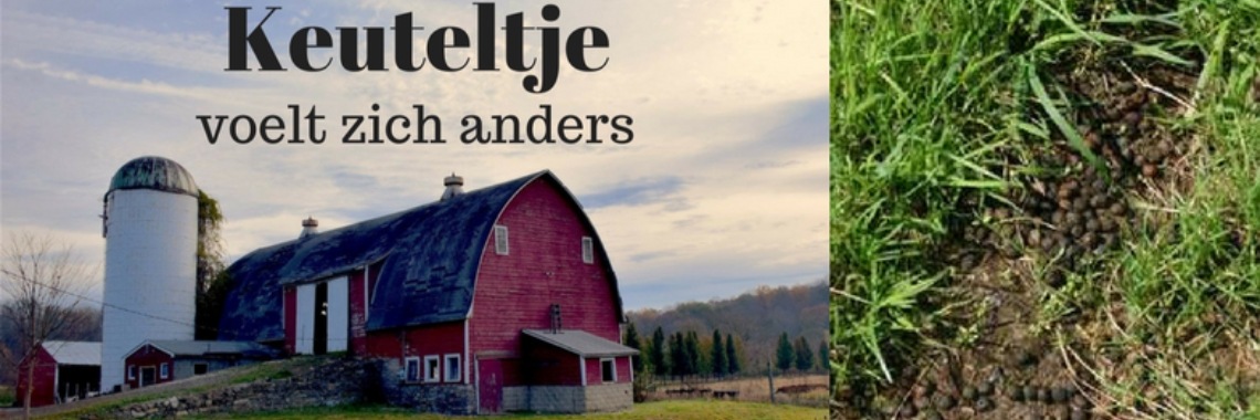 Een kinderboek in de maak - deel 1 | vanrupstotvlinder