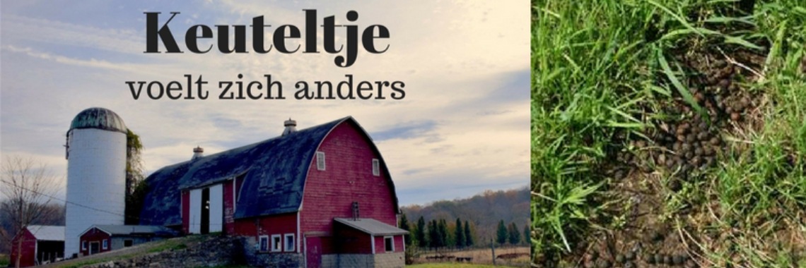 Een kinderboek in de maak deel 5 | vanrupstotvlinder