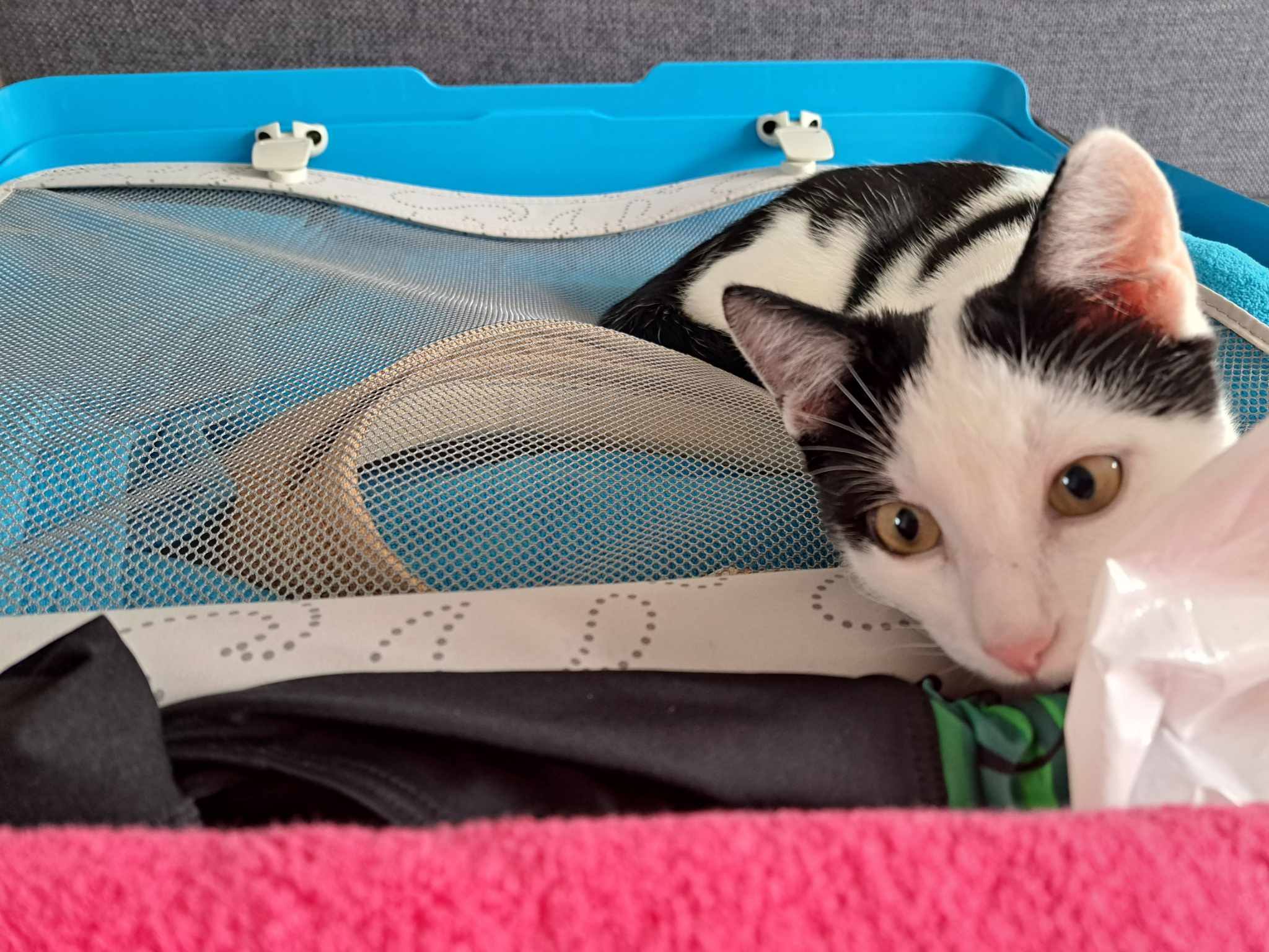 Kat in koffer