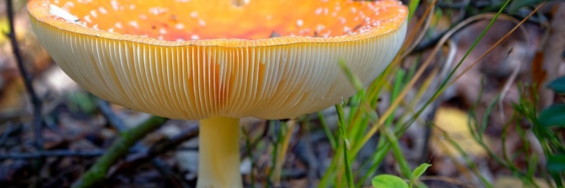 De stabielere versie van de paddenstoel | Dana