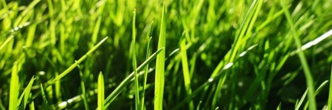 Het ministerie van wollige geleuter | Dana