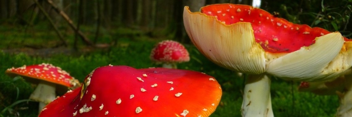 Hoe ging dat ook alweer? | Dana