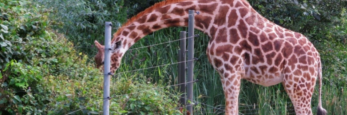 Struikvogelpolitiek | Dana