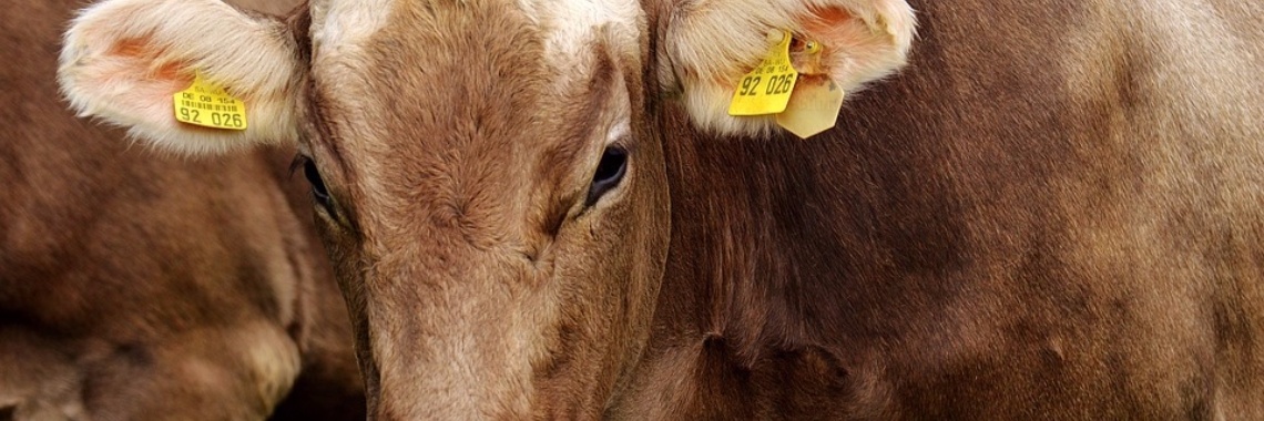 Tranentrance  | Dana