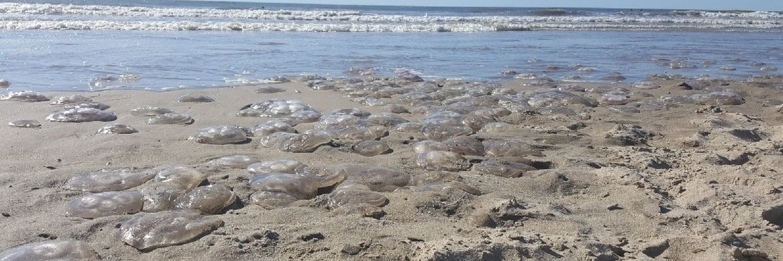 Vakantie met zonder kwal | Dana