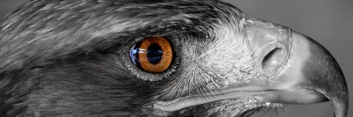 Over het net, uit of in (de put) | Dana