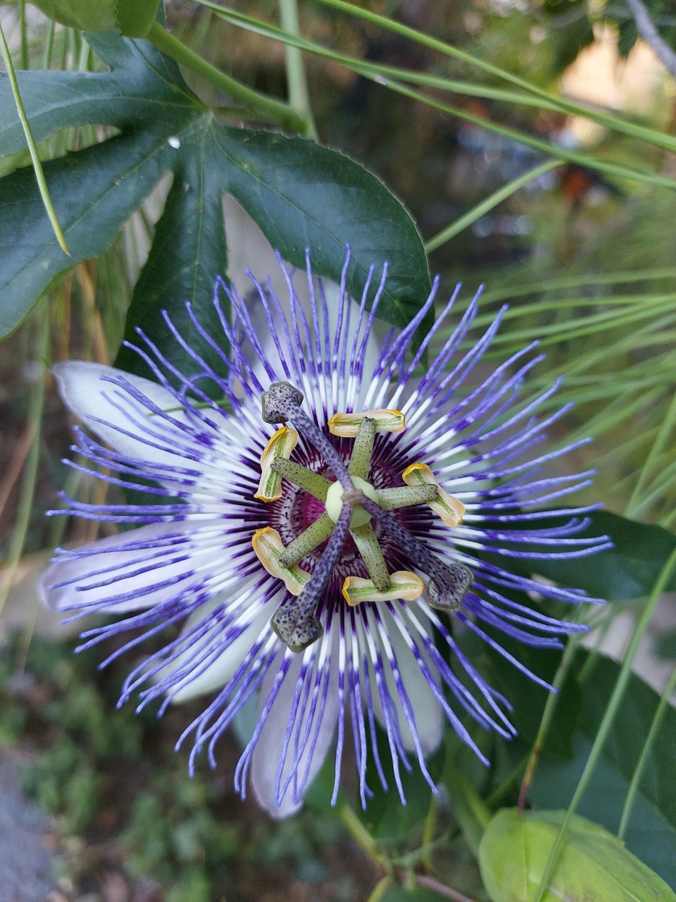 De verbluffende verbloemde gewoonte | Dana