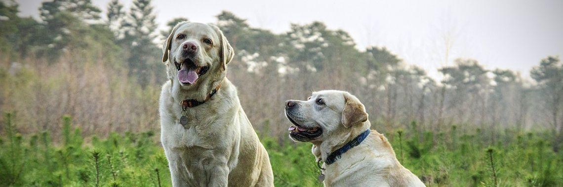 Vakantie | ben van klinken