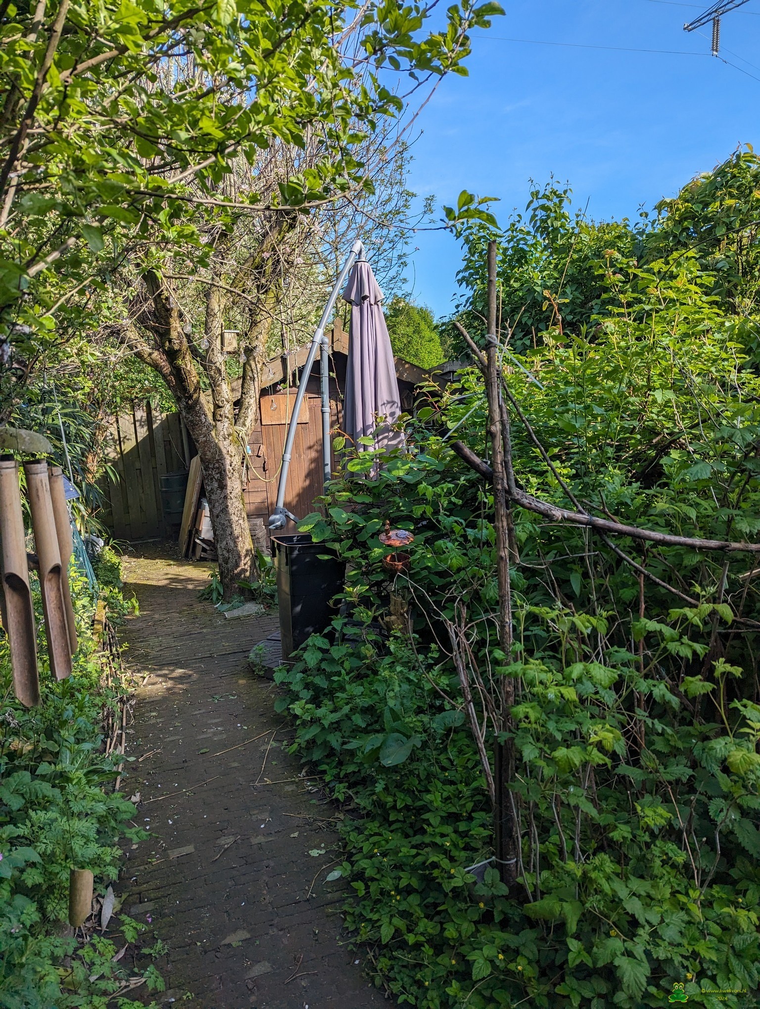 Mijn vogelparadijs | Kwekvors