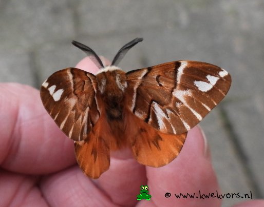 Gevlamde vlinder - endromis versicolora