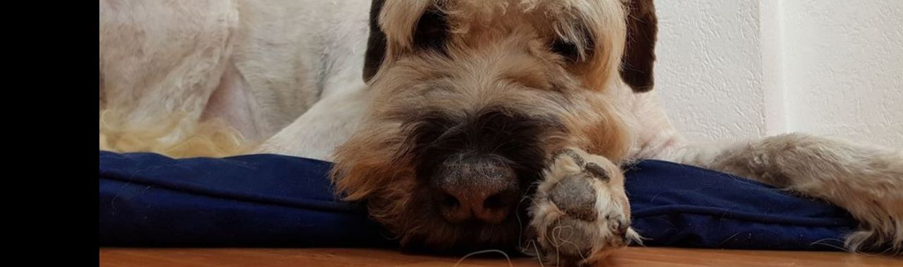 "Fijne hond" | Jolan